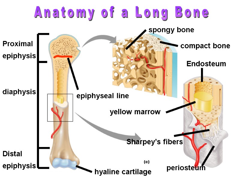 Distal epiphysis Proximal  epiphysis diaphysis yellow marrow epiphyseal line periosteum compact bone spongy